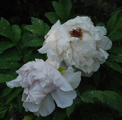 Paeonia suffruticosa 'Teni'