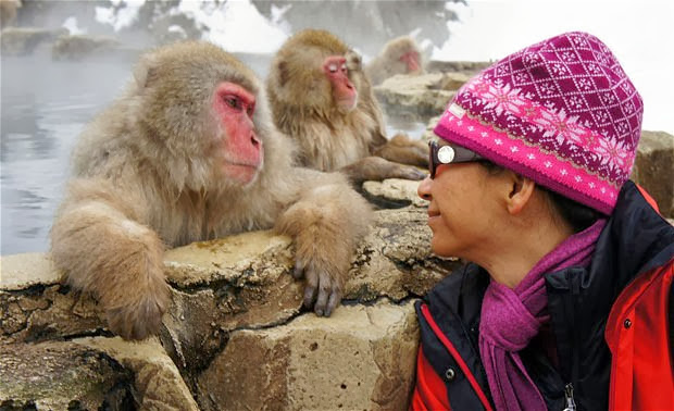 Japanese Monkeys in Hot Springs