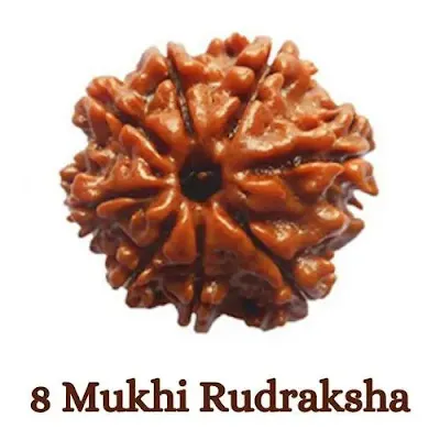 8 mukhi rudraksha