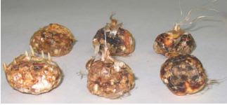 fungi on saffron bulbs