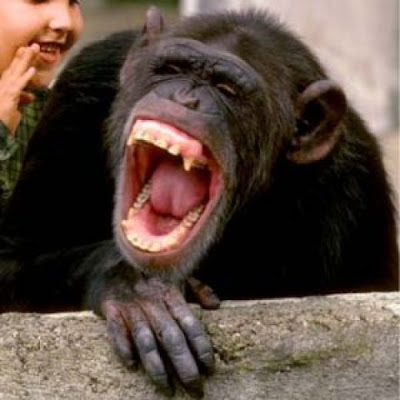 Funny animals laughing pictures