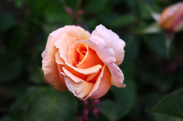 IMGP0232