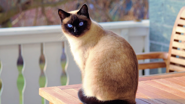 Balinese Cat