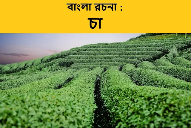চা
