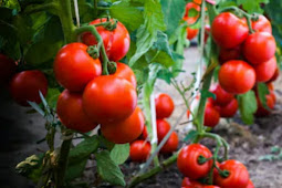 Manfaat Tersembunyi dari Keistimewaan Buah Tomat