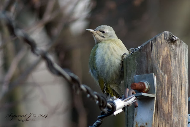 Hamvas küllő - Grey-headed Woodpecker - Grauspecht  - Picus canus