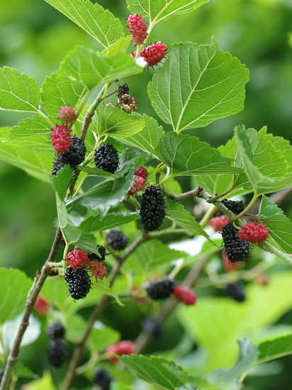 小さな写真から どどめ色 Mulberry