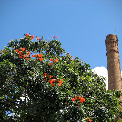 Tulipeira, Árvore-de-bisnagas, Árvore-de-tulipas, Bisnagueira, Espatódea,  Espatódia,  Tulipeira-africana, Tulipeiro-africano[Por]; Tulipanero africano, Árbol de la fontana, llama-del-bosque, llama Nandi, Amapola, Meaíto, Caoba de Santo Domingo, Galeana, Gallito[Esp]; Tulipier du Gabon[Fra].