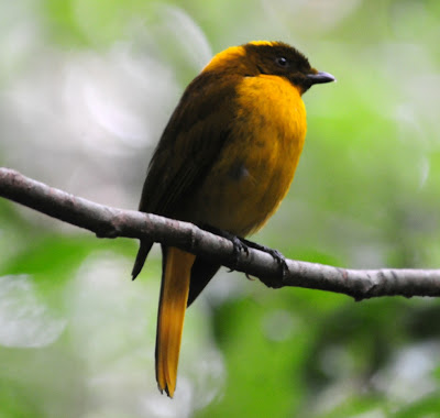 Hewan Bowerbird