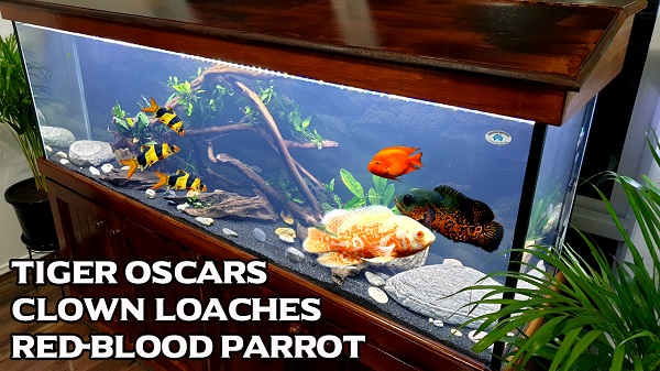 Top Large Peaceful Mates for Tiger Oscar Fish