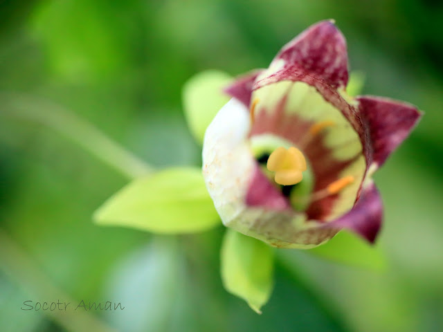 Codonopsis lanceolata