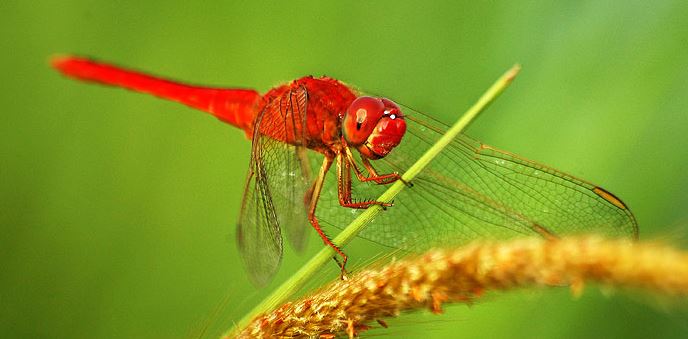 10 Contoh  Hewan  Arthropoda  Beserta Gambar Dan 