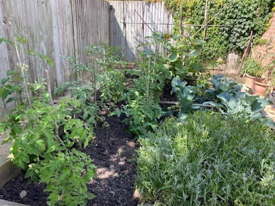 Tomato plants growing in vegetable patch