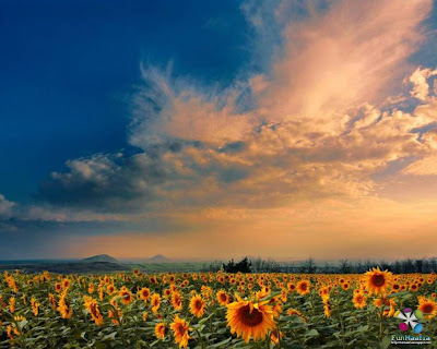 Red Sunflower Wallpaper. Beautiful Sunflower Desktop