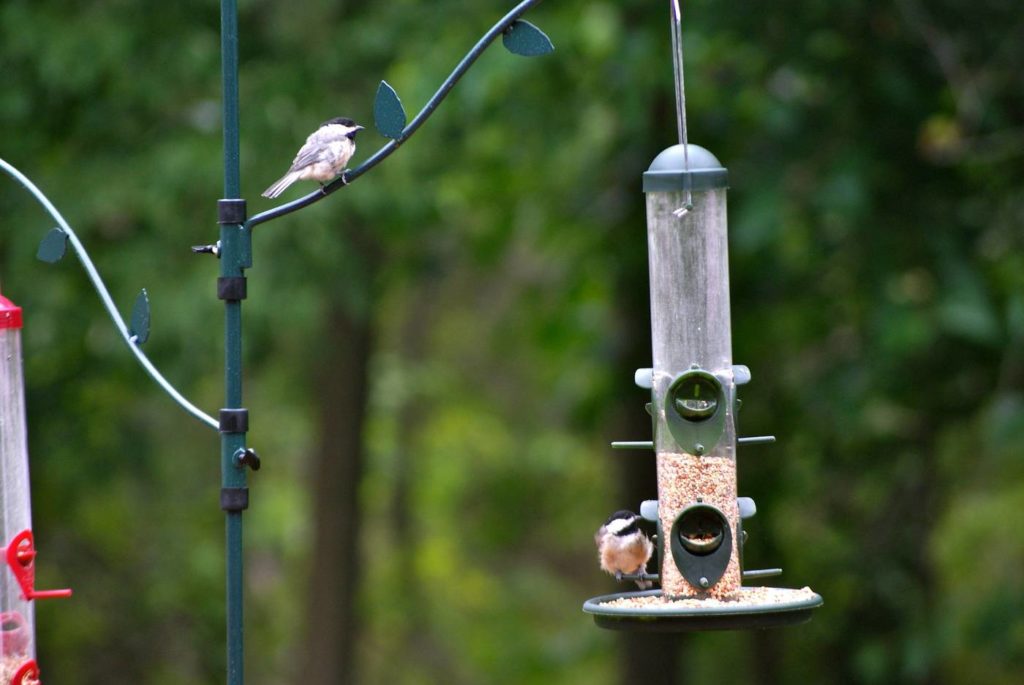 The Best Bird Feeder Poles: Our Reviews of the Top 5 - NHEST