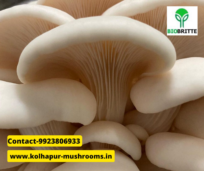 Fresh mushroom farm in Solapur | oyster mushrooms | organic mushrooms | mushroom supply | mushroom store