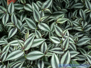 Tradescantia zebrina