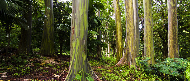 rainbow eucalyptus; rainbow eucalyptus tree; rainbow tree; eucalyptus deglupta; rainbow eucalyptus wood; rainbow eucalyptus wood; colorful tree; rainbow eucalyptus trees; rainbow eucalyptus maui; eucalyptus color; rainbow trees;