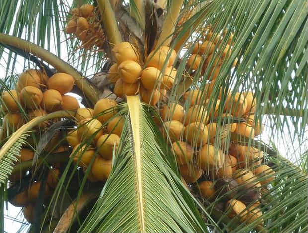  ANEKA  JENIS BUAH KELAPA 