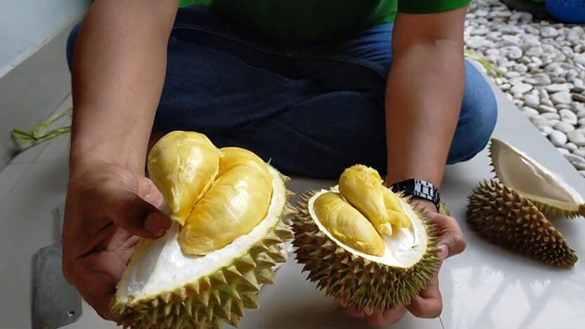 durian Tong medaye