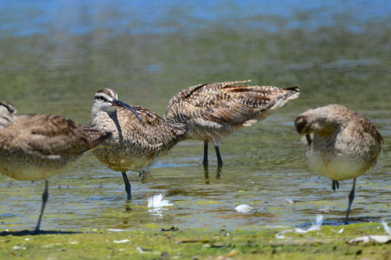 Numenius phaeopus