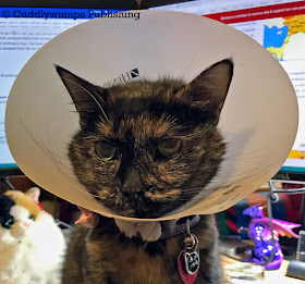 Real Cat Paisley in Cone of Shame