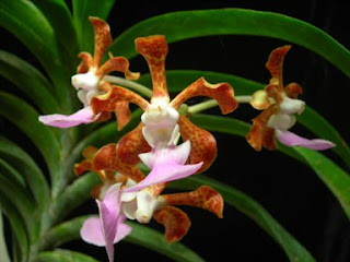 Vanda insignis, Vanda celebica, Anggrek cantik, langka