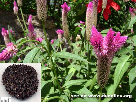 Celosia seed (Qingxiangzi)