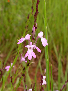 Orobanchaceae