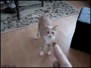 Redhair kitty enjoying a biscuit