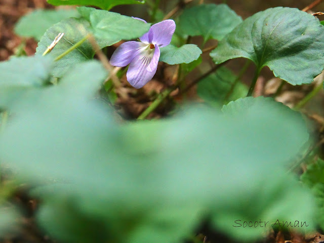 Viola grypoceras