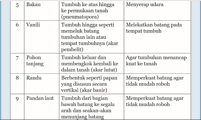 Tumbuhan yang Akarnya Mengalami Modifikasi 2