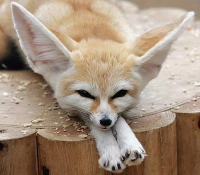 Animais de estimação bem fora do comum