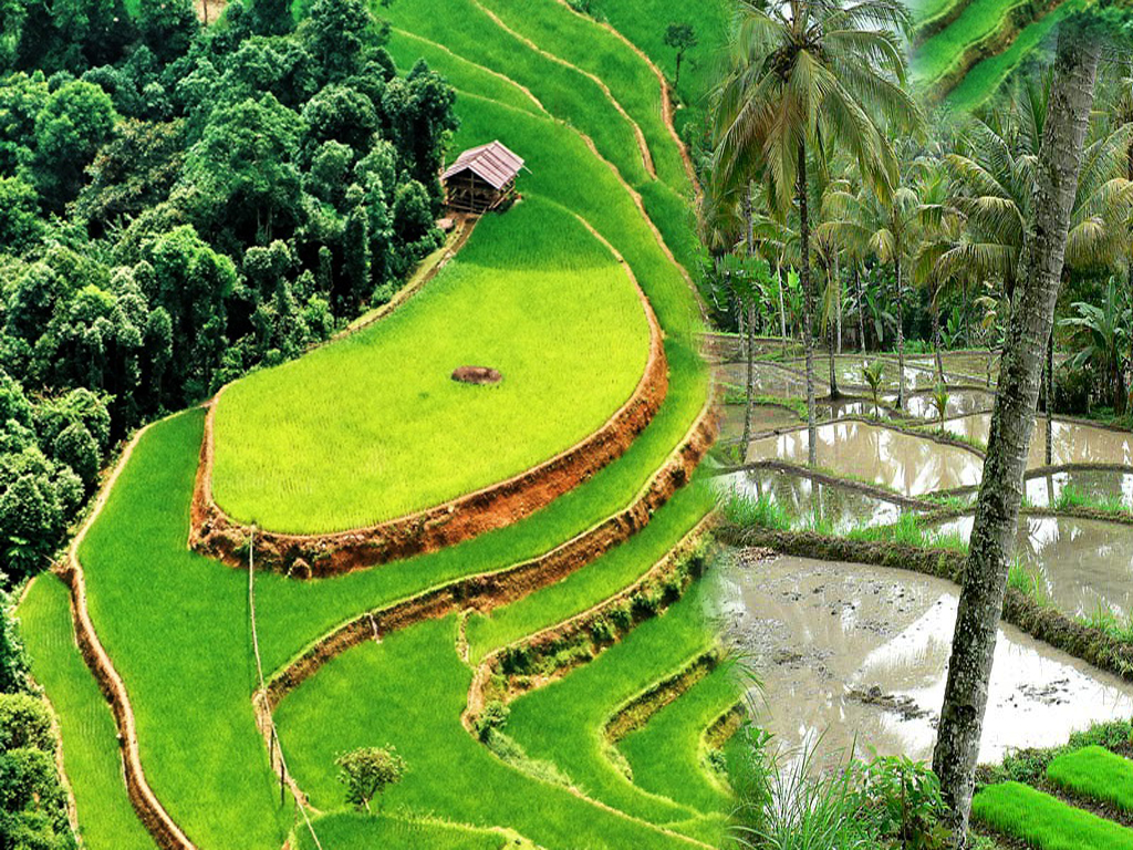 GAMBAR PEMANDANGAN SAWAH DAN PEGUNUNGAN TERINDAH Freewaremini