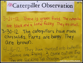 photo of: Caterpillar Observations in Kindergarten, Charted and Documented