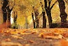 fall wallpapers for iphone for free fall wallpapers 4k