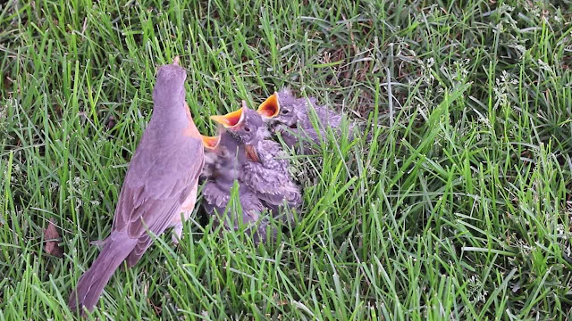 Rescued Birds