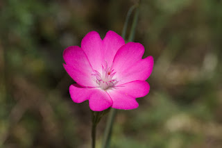 Silene coeli-rosa