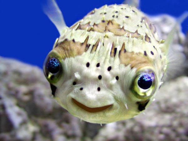 Cool Collections: Stock Photo of Funny Looking Fish With Big Eyes