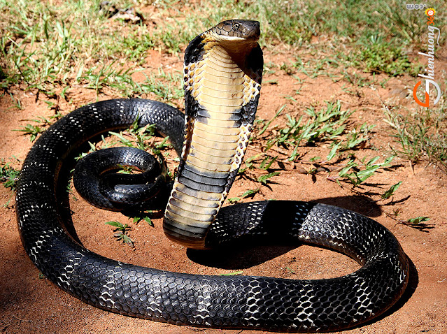 rắn hổ mang chúa kingcobra sau đó đã bị giết chết khi muốn đe doạ làm hại đến Người Ta, Chúng Ta