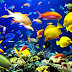 Coral reef life Fish wallpapers