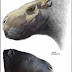 Hippo sized rat fossil discovered in Uruguay, Rat Hippo or Hippo Rat?