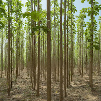 A Green Future