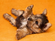 Fotos de perros jugueton parason imágenes full DH gratuitos para .
