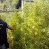 MISIONES: DESCUBREN ENORME PLANTACIÓN DE MARIHUANA EN UNA CHACRA
