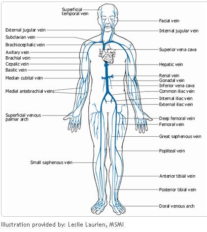 circulatory%20system%20veins%20ama