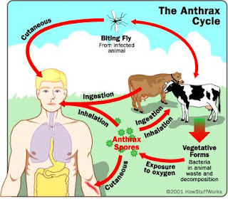 Anthrax: Deadly Diseases of Animals