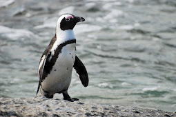63 Ekor Penguin di Pantai Boulder Afrika Selatan Mati Tersengat Lebah