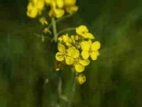 The Wild Mustard