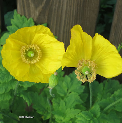 poppy, Papaver sp.